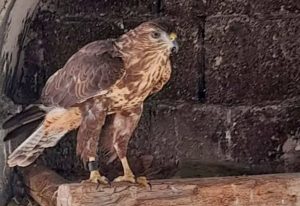 Σαντορίνη: Κρατούσε αιχμάλωτο στην αυλή του σπιτιού του ένα… γεράκι