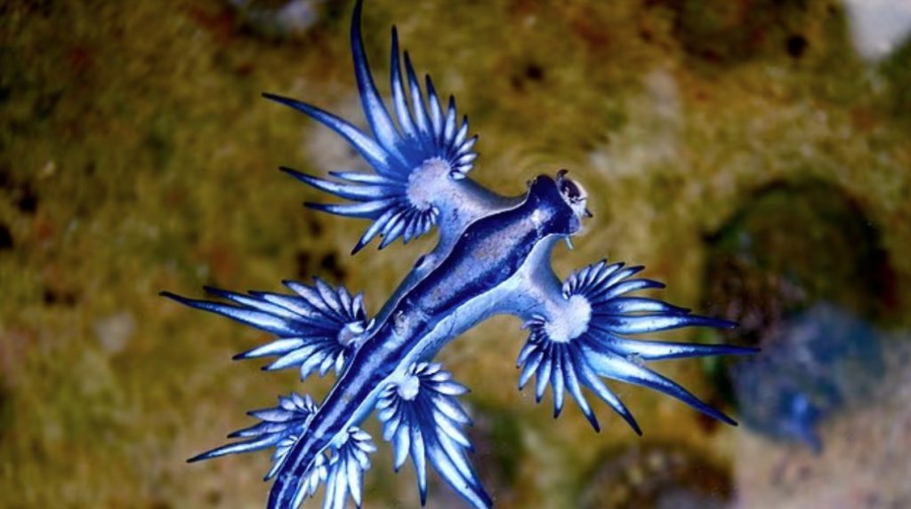 Ισπανία: Κλείνει 7 χιλιόμετρα παραλίας στην Κόστα Μπλάνκα εξαιτίας του μπλε δράκου