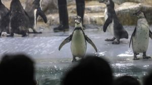 Κινδυνεύουν οι πιγκουίνοι από τη μεταφορά πετρελαίου