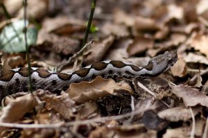 Οχιά δάγκωσε ποδοσφαιριστή ομάδας της Φθιώτιδας την ώρα της προπόνησης