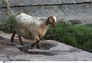 «Η ζημιά είναι πάνω από 450 εκατ. ευρώ» – Ανησυχία για την ευλογιά των αιγοπροβάτων