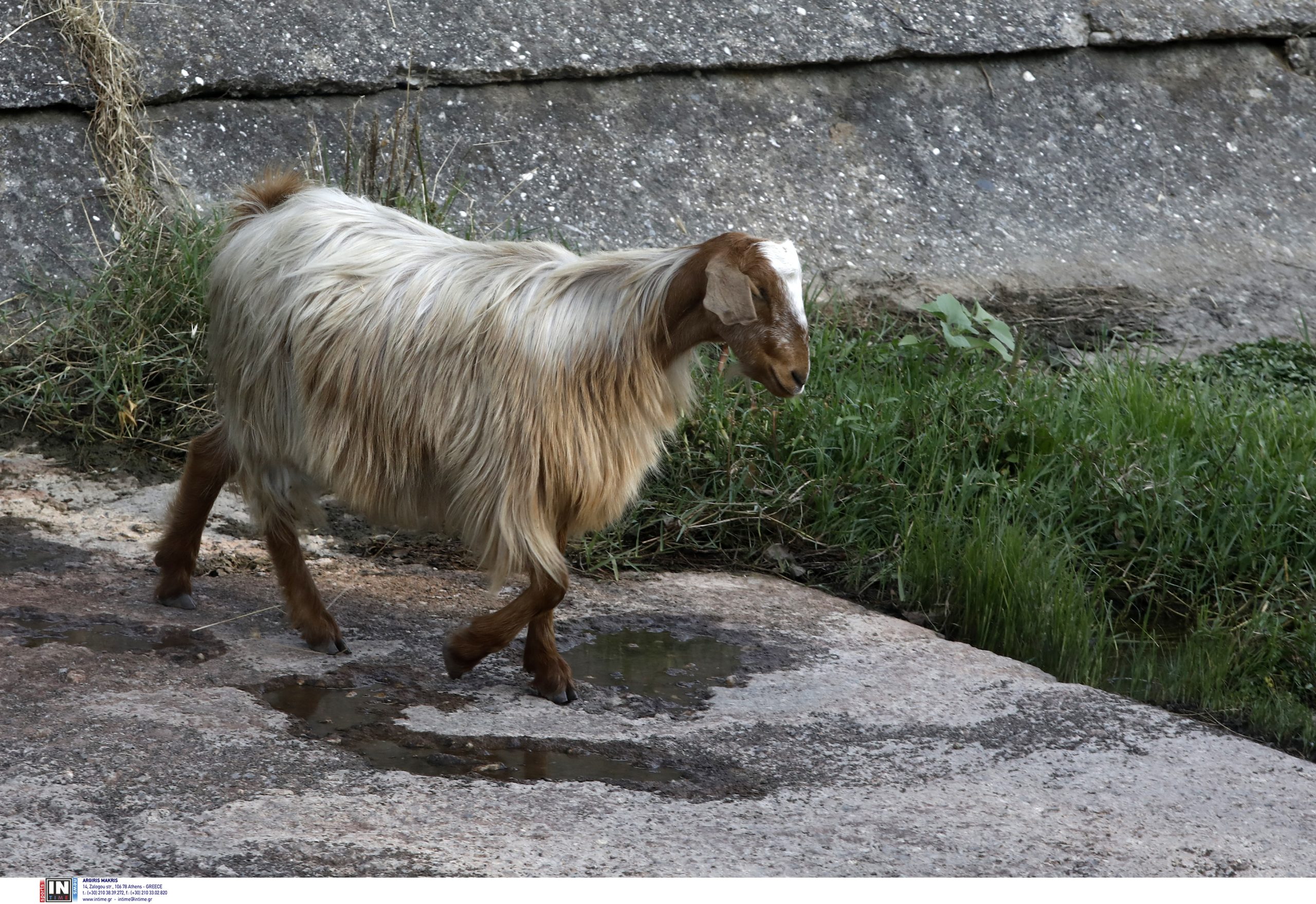 «Η ζημιά είναι πάνω από 450 εκατ. ευρώ» - Ανησυχία για την ευλογιά των αιγοπροβάτων