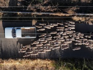 ΟΠΕΚΕΠΕ: Ξεκινά η μεγαλύτερη δίκη στην Κρήτη – 105 άτομα στο εδώλιο