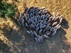 Κτηνοτρόφος στο Λασίθι καλείται να πληρώσει πρόστιμο 1 εκατ. ευρώ για ανεξέλεγκτη βόσκηση των ζώων του