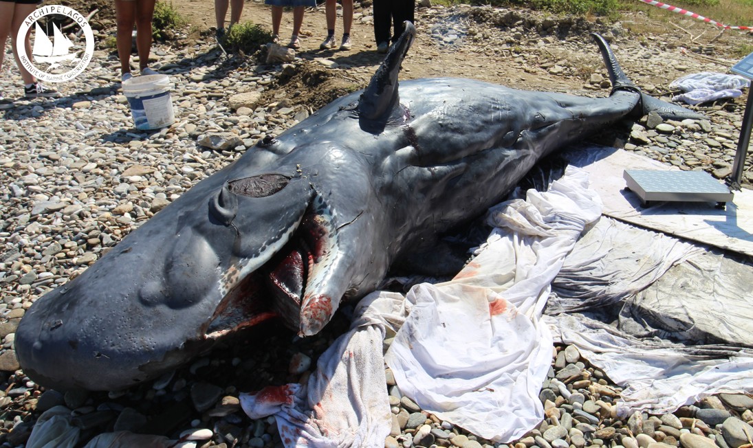 Σάμος: Νεκρή εκβράστηκε φάλαινα φυσητήρας στις βόρειες ακτές του νησιού