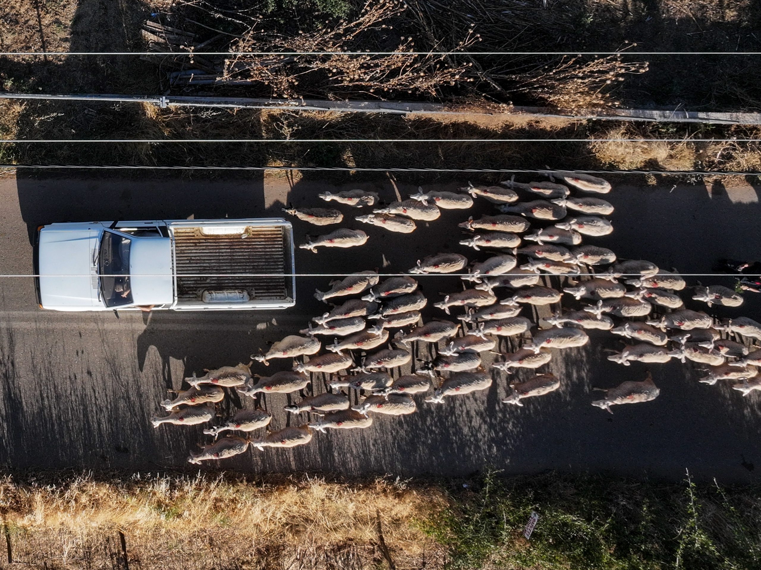 ΟΠΕΚΕΠΕ: Ποιος έπαιζε κλαρίνο δίπλα στη Ferrari της Πόπης Σεμερτζίδου που δεσμεύτηκε αλλά δεν κατασχέθηκε