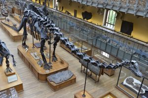 Επιστήμονες ανακάλυψαν σχεδόν πλήρη σκελετό ενός από τα παλαιότερα είδη δεινοσαύρων στον κόσμο