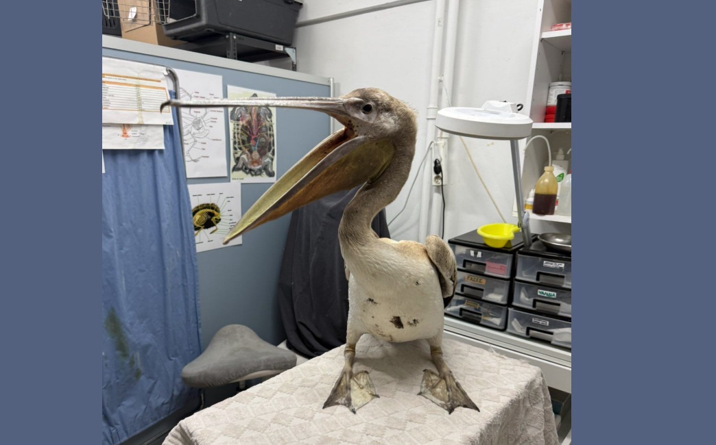 Ένα ροδοπελεκανάκι στις Σπέτσες: Από την αυλή του Α.Τ. στην αγκαλιά της ΑΝΙΜΑ