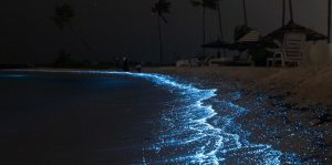 Μαγική λάμψη στα νερά της Μελβούρνης: Βιοφωταυγή φύκια φωτίζουν την παραλία St Kilda