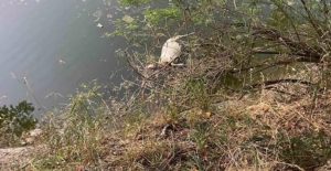 Σοκ με νεκρά πρόβατα πεταμένα στον Πηνειό – Κίνδυνος μόλυνσης και ευλογιάς