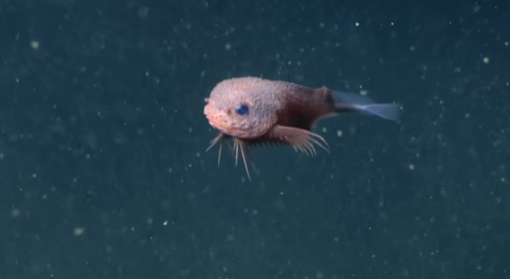 Νέα είδη στο βυθό: Η ανακάλυψη του «καρουμπαλιασμένου» σαλιγκαρόψαρου