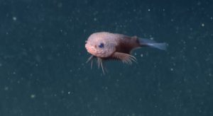 Νέα είδη στο βυθό: Η ανακάλυψη του «καρουμπαλιασμένου» σαλιγκαρόψαρου