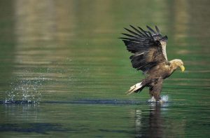 Ο θαλασσαετός επιστρέφει στη Βρετανία μετά από 240 χρόνια