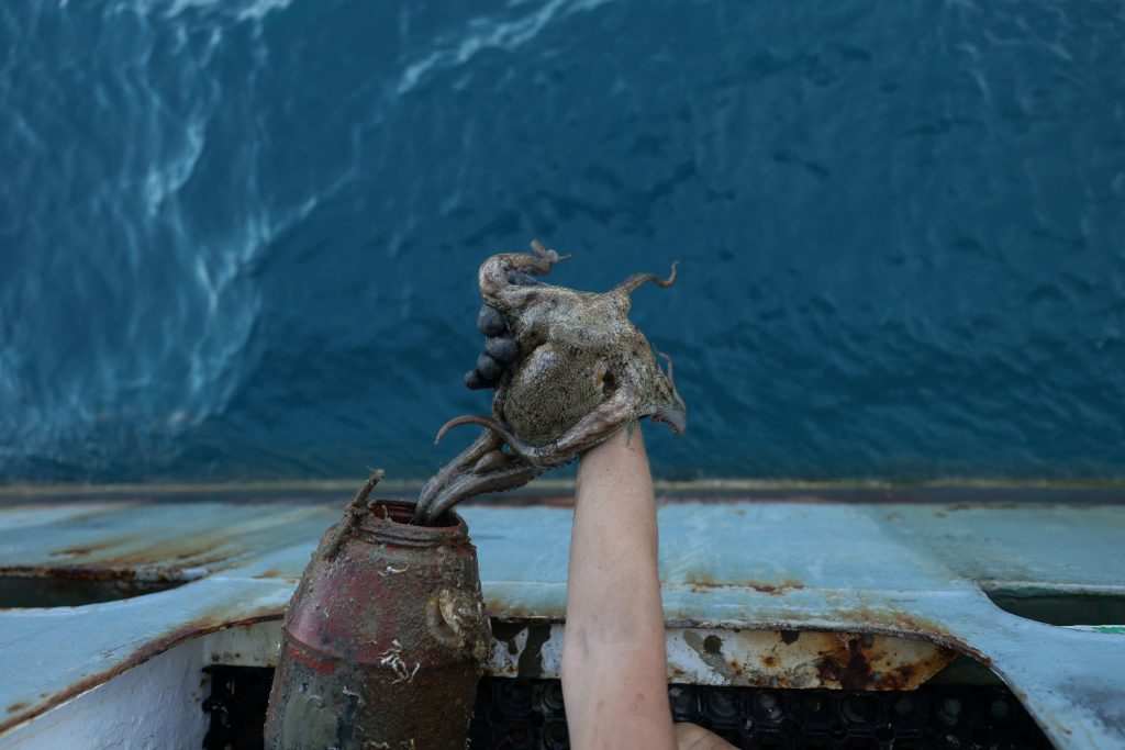 Χταπόδια: Η παράνομη υπεραλίευση τους απειλεί τα ελληνικά θαλάσσια οικοσυστήματα