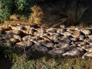 Κρήτη: Παρατείνονται τα προληπτικά μέτρα για την ευλογιά των αιγοπροβάτων