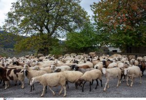 Ευγολιά αιγοπροβάτων: Πάνω από  430.000 θανατώθηκαν – 80 νέα κρούσματα την περασμένη εβδομάδα