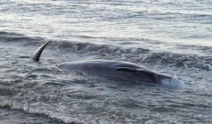 Κρήτη: Νεκρή φάλαινα εντοπίστηκε στον Κερατόκαμπο Ηρακλείου