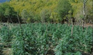 Τεράστια χασισοφυτεία εντόπισε σε έφοδο της η Αστυνομία σε χωριό έξω από τη Λαμία – Τρεις συλλήψεις