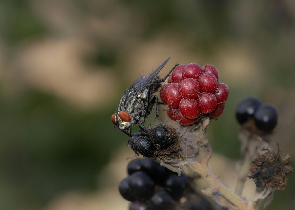 Fruit Fly Killers: Η νέα βιολογική άμυνα της Ευρώπης – Πώς τα στείρα έντομα θα σώσουν τη γεωργία