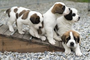 Απόφαση – σταθμός του ΣτΕ: Ηχηρό μήνυμα κατά της ατιμωρησίας της κακοποίησης ζώων