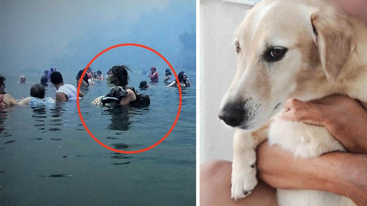 Αντίο Αμόρ! Πέθανε ο σκύλος - σύμβολο στη μεγάλη φωτιά στο Μάτι