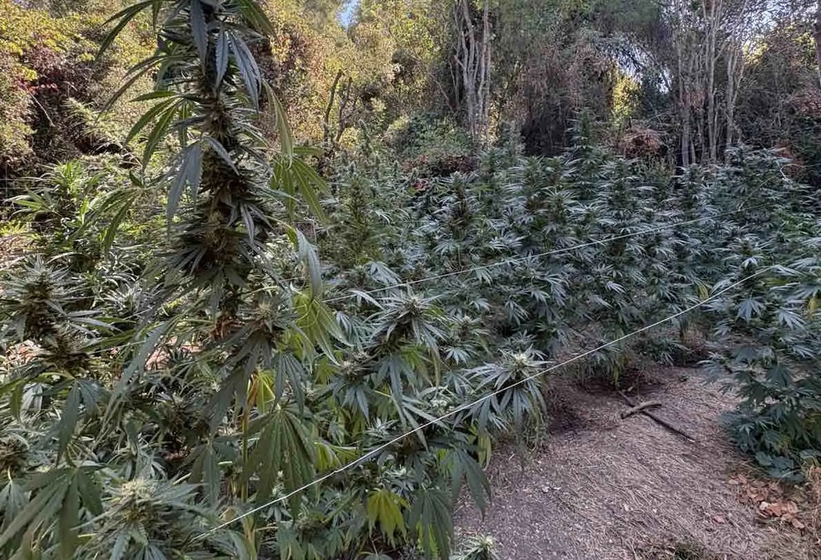 Καλλιεργητής κάνναβης επιτέθηκε στους αστυνομικούς που έκαναν έφοδο στη χασισοφυτεία του