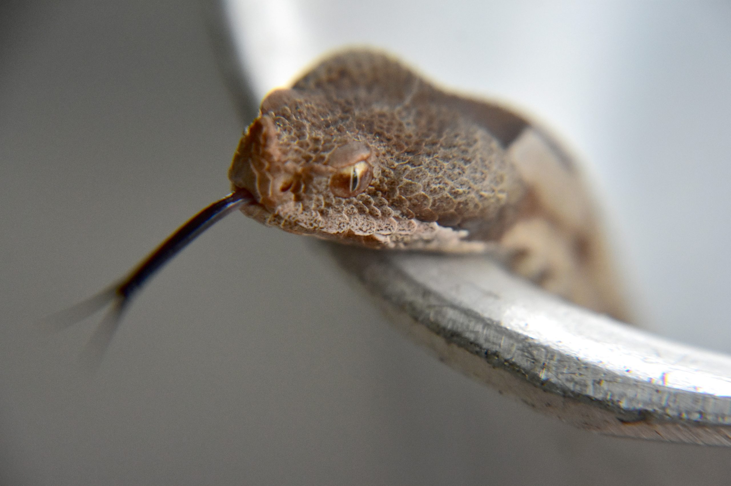 Εύβοια: Οχιά δάγκωσε 60χρονο αγρότη σε βρύση κοντά στο χωράφι του