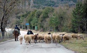 ΥΠΑΑΤ: Έως 4 Απριλίου οι αιτήσεις για 45 θέσεις ΙΔΟΧ για την αντιμετώπιση της ευλογιάς των αιγοπροβάτων