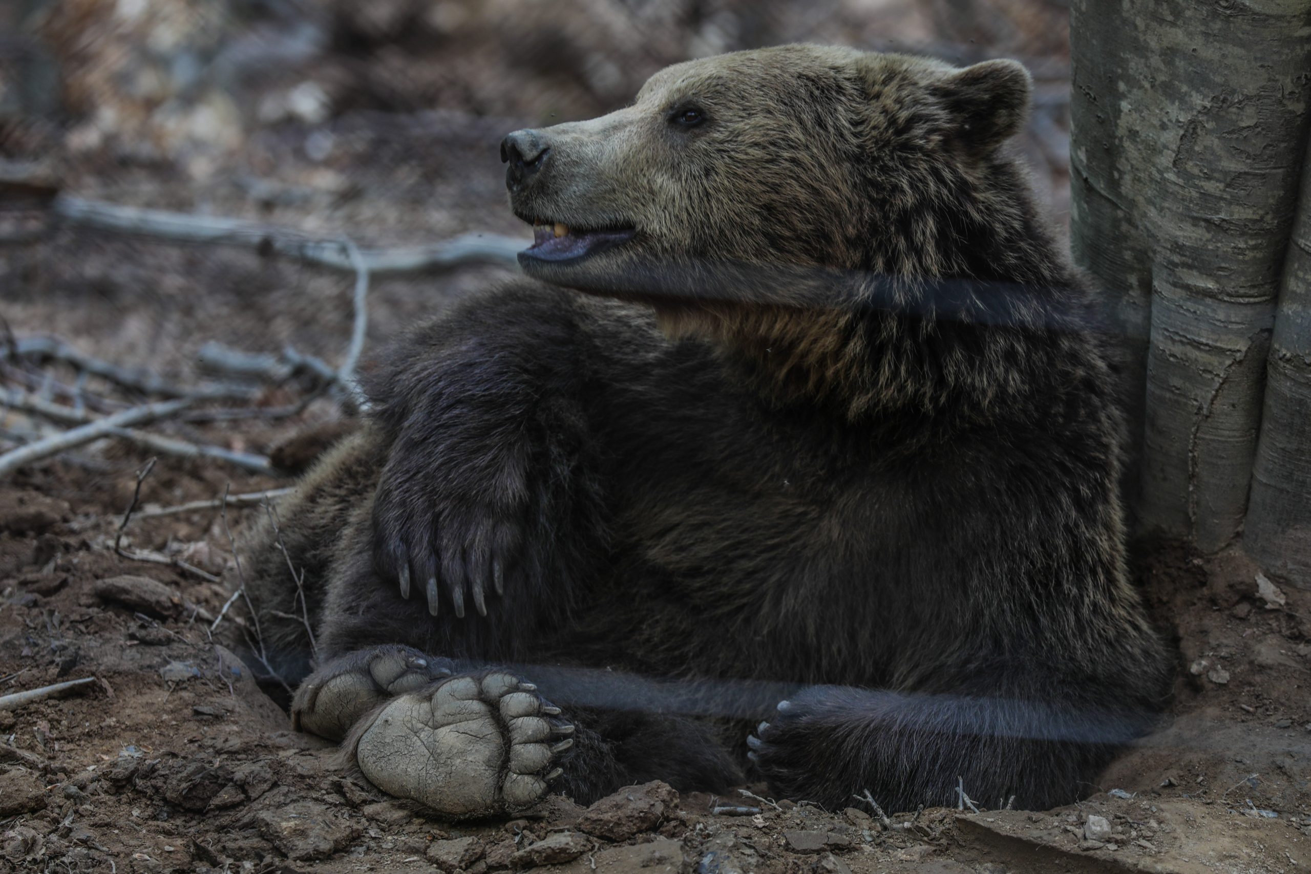 Λύκοι, αγριογούρουνα και αρκούδες σε πόλεις - Τι φταίει; - Ο ΓΓ Δασών απαντά στα «ΝΕΑ»