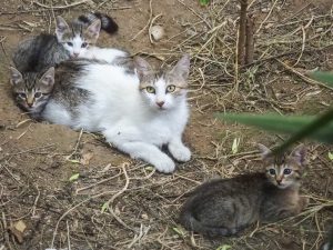 Κτηνωδία στον Βόλο: Ανήλικοι πετούσαν γατάκια σε αγέλη σκύλων για να τα σκοτώσουν