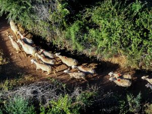 Δ. Κουρέτας για ευλογιά αιγοπροβάτων: Έτοιμη να στείλει εμβόλια η Κομισιόν, αν το ζητήσουμε – Την επόμενη εβδομάδα αποφασίζει η Βουλγαρία