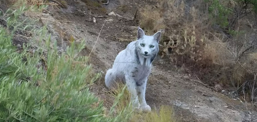 Ισπανία: Φωτογράφος εντόπισε κι απαθανάτισε σπάνιο λευκό ιβηρικό λύγκα – Πώς το μοναδικό αιλουροειδές απειλήθηκε με εξαφάνιση Ισπανία: Φωτογράφος εντόπισε κι απαθανάτισε σπάνιο λευκό ιβηρικό λύγκα – Πώς το μοναδικό αιλουροειδές απειλήθηκε με εξαφάνιση