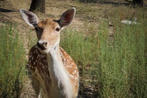 Πάρνηθα: Ελάφι βουτάει στη λίμνη Μπελέτσι για να ξεφύγει από αγέλη λύκων (video)