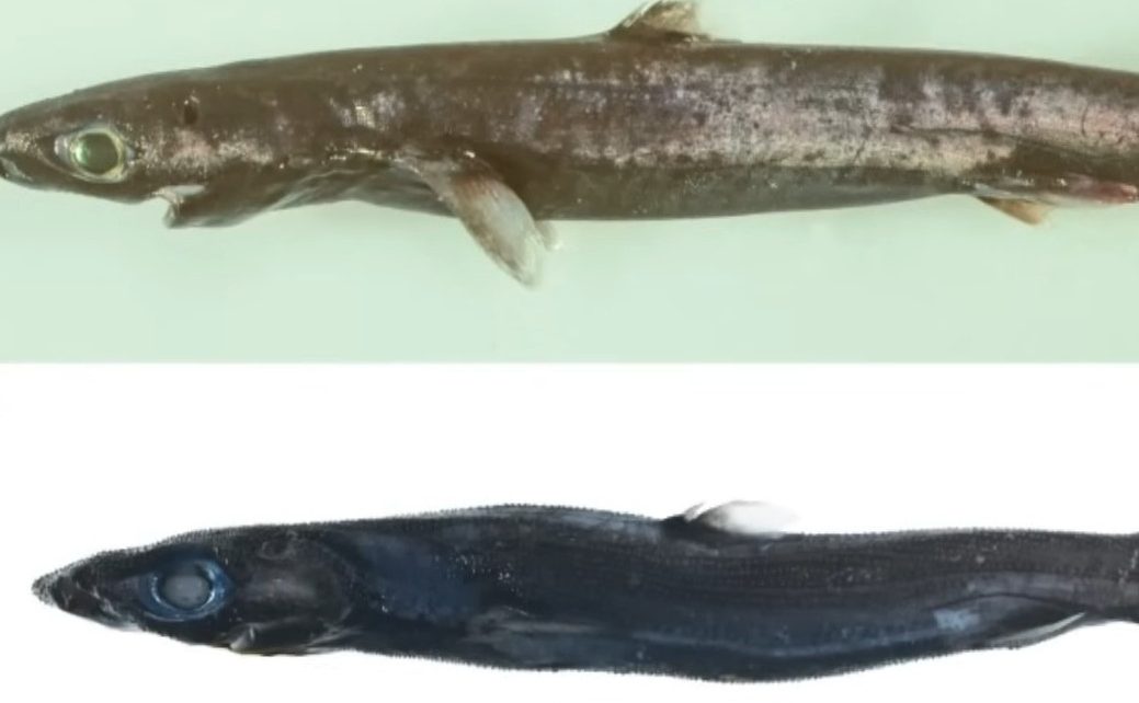 Τα μυστικά του βυθού αποκαλύπτονται: Φωσφορίζοντες καρχαρίες και άλλα νέα θαλάσσια είδη που μοιάζουν εξωγήινα