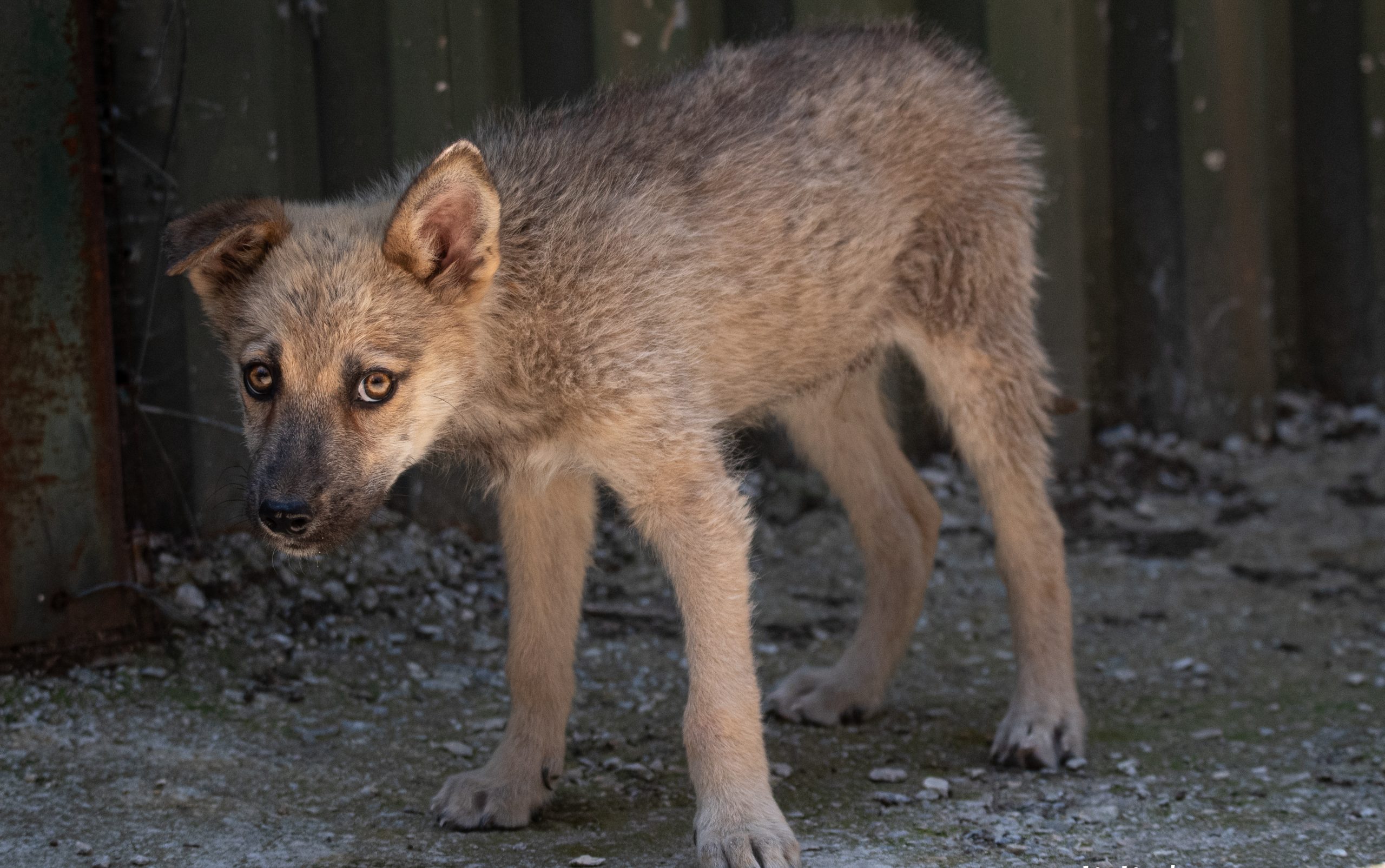 Επιβεβαιώθηκε το πρώτο υβρίδιο λύκου - σκύλου στην Ελλάδα