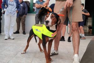 Γιλέκα με καρφιά κατά των λύκων – Η ελληνική «ασπίδα» για τα κυνηγόσκυλα