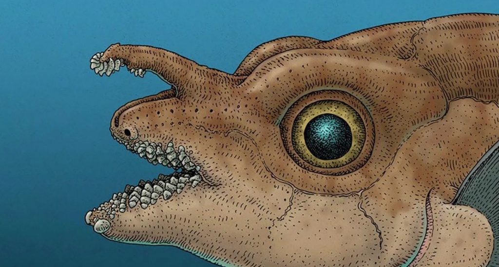 Ανακάλυψη σοκ: Πραγματικά δόντια αναπτύσσονται στο κεφάλι ψαριού