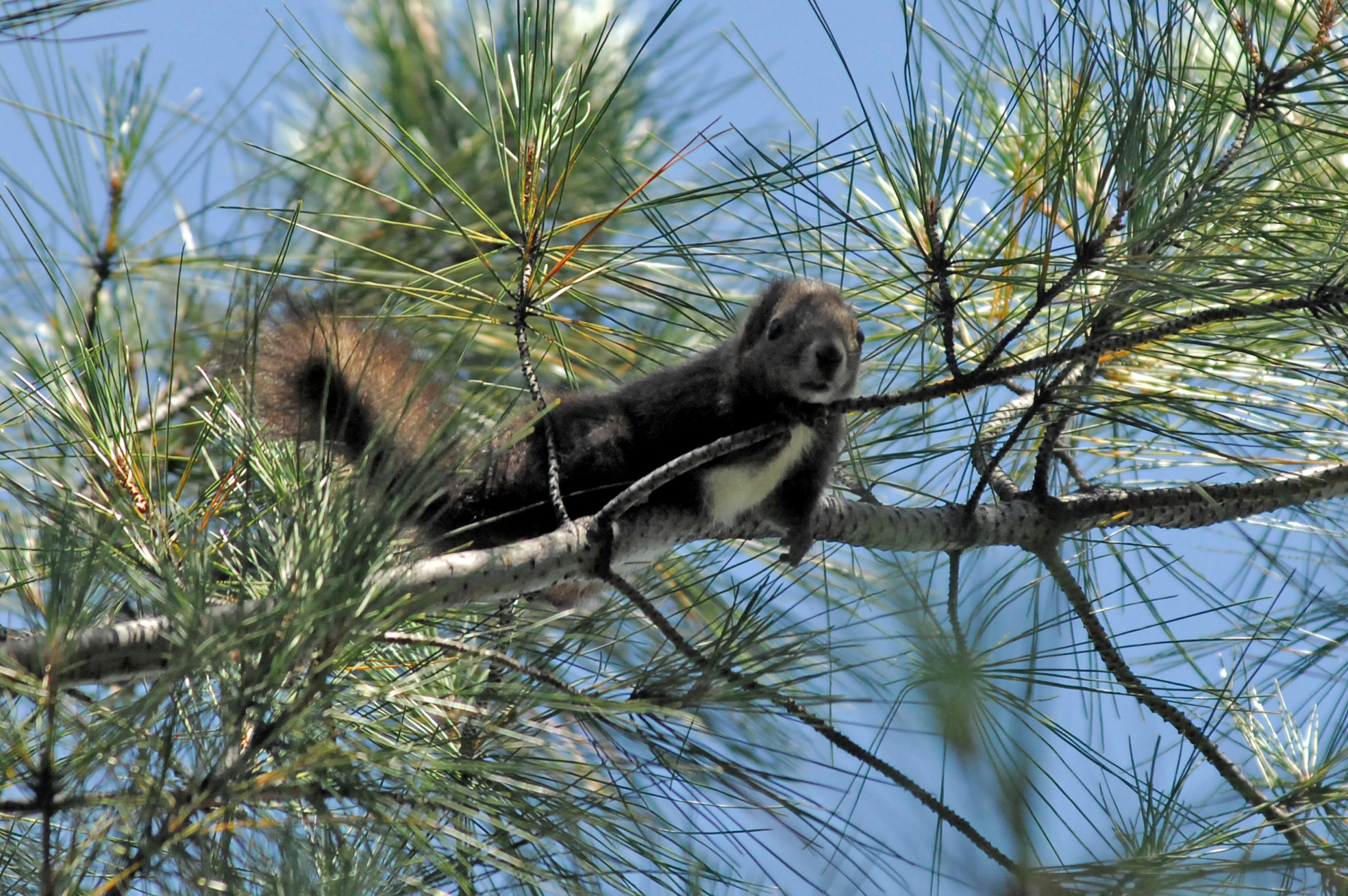 Λύκοι, σαύρες και σκίουροι: Τα νέα είδη ζώων που εμφανίστηκαν στην Ελλάδα