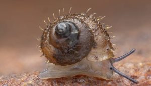 Μικροσκοπικό, μαγικό και… μαλλιαρό: Το νέο σαλιγκάρι που τιμά τον Χαγιάο Μιγιαζάκι