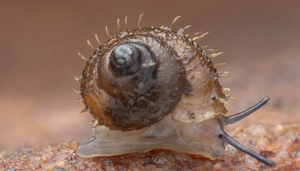 Μικροσκοπικό, μαγικό και… μαλλιαρό: Το νέο σαλιγκάρι που τιμά τον Χαγιάο Μιγιαζάκι