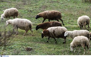 Νέο μοντέλο διαχείρισης στην ευλογιά αιγοπροβάτων – Διαφάνεια και αυστηροί έλεγχοι στα βιολογικά