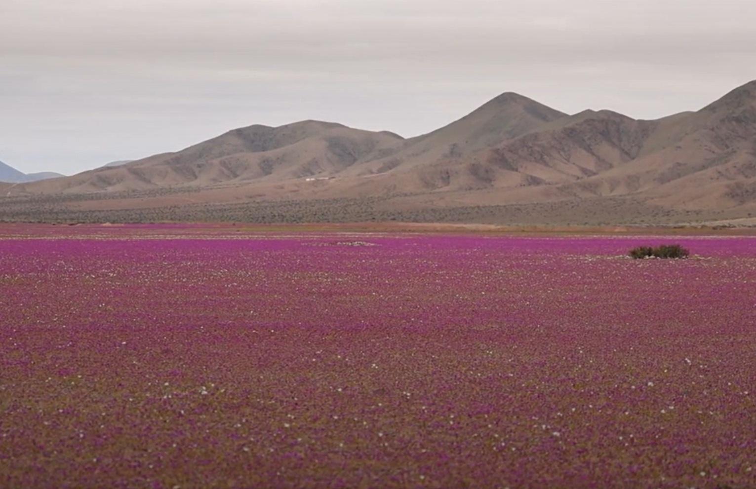 Σπάνιο φαινόμενο: Άνθισε η πιο… ξερή έρημος στον κόσμο Σπάνιο φαινόμενο: Άνθισε η πιο… ξερή έρημος στον κόσμο