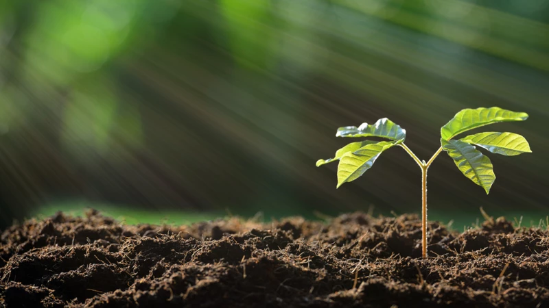 Λύθηκε το μυστήριο της φωτοσύνθεσης - Ανοίγει ο δρόμος για καθαρή ενέργεια