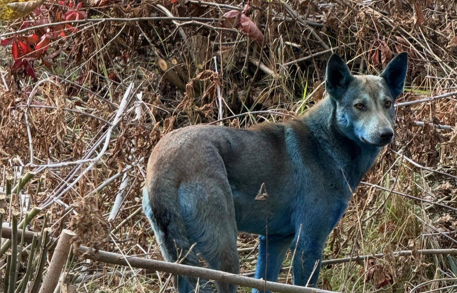 Τα μπλε σκυλιά του Τσερνόμπιλ: Η αλήθεια πίσω από τις viral φωτογραφίες