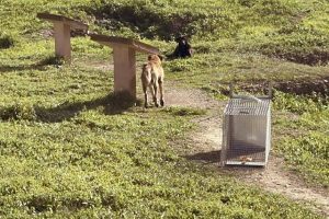 Αγέλη αδέσποτων επιτέθηκε σε 17χρονη στο Άργος – Στο χειρουργείο το κορίτσι