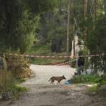 Δολοφονία στη Σαλαμίνα: Βίντεο και ίχνη αίματος «έκαψαν» τη νύφη – Σκηνοθέτησε ληστεία για να σβήσει τα ίχνη της