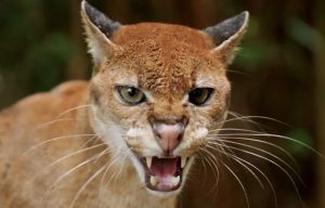 Η «χρυσή» γάτα που «ξεγελάει» ακόμη και τις κάμερες – Το μυστήριο και ο ρόλος του ΑΙ στη διάσωσή της