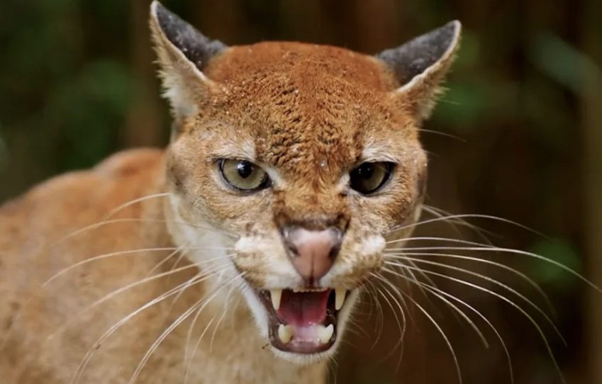 Αφρικανική χρυσή γάτα