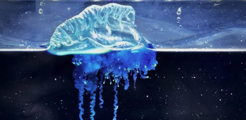 Εντοπίστηκε νέο είδος «μέδουσας σαμουράι» – Δηλητηριώδης και άκρως επικίνδυνη η πολεμίστρια των θαλασσών