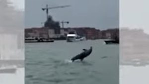 Απρόσμενος επισκέπτης: Ένα δελφίνι στην καρδιά της Βενετίας (video)